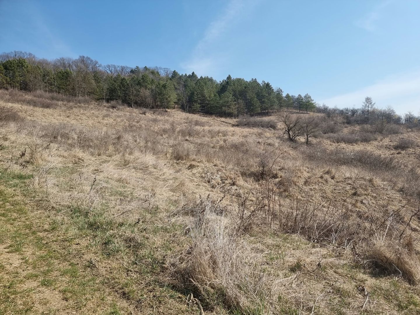 Teren de vanzare in Corunca –5.000 mp /55.000 EUR - Poză 6