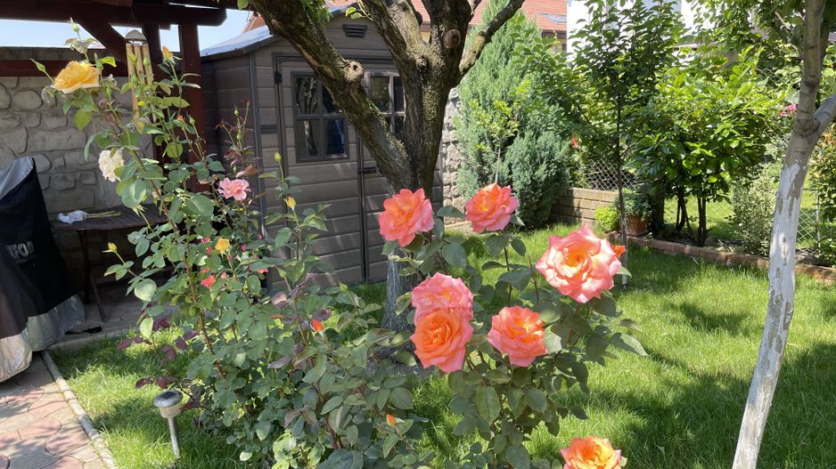 Casa P+1 in zona Blascovici - Poză 5