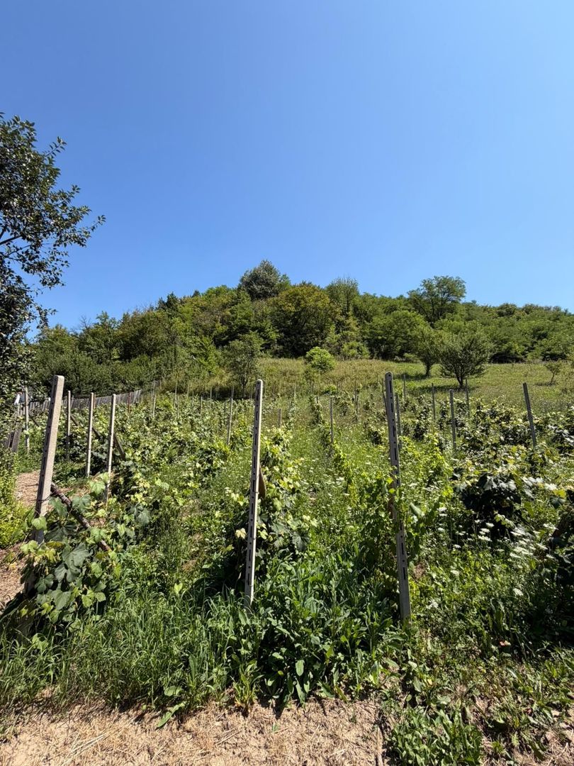🏡 CASĂ BĂTRÂNEASCĂ DE VÂNZARE – SĂNDULENI,  💥 Comision 0% - Poză 5