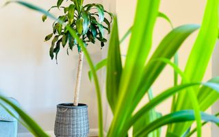 INCHIRIAT - Casa Sacalaz - Segmentul Premium | 2 dormitoare & 2 bai, 88 mp - Poză 5