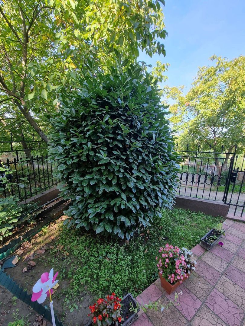 casa Eoiscopia Bihor - Poză 10