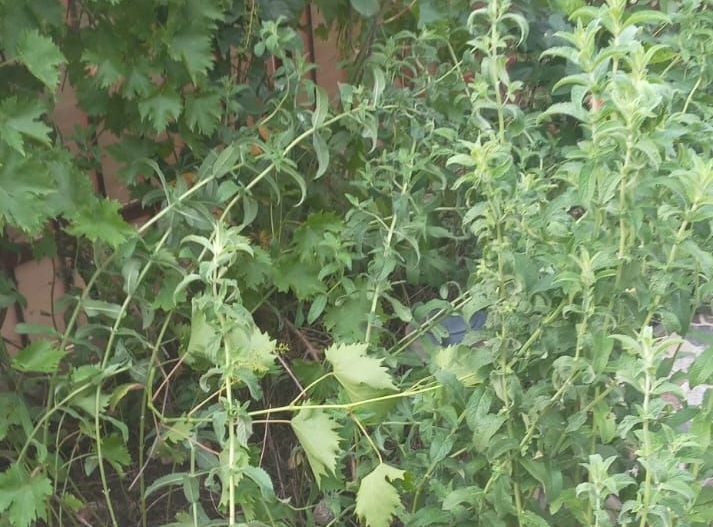 Casa 3 camere Jud Ilfov - Poză 15