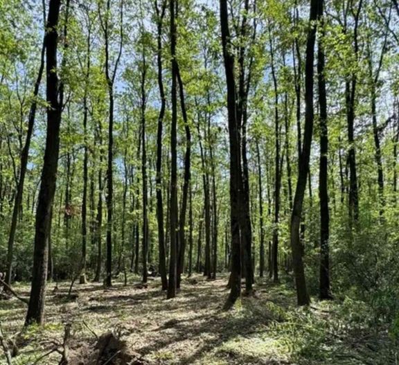 Teren intravilan de vânzare, 380.000 mp, langa pădure - Poză 2