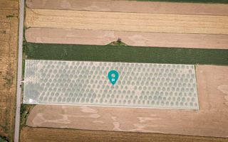 Livadă de nuci altoită și ecologică 2.5ha - Poză 7