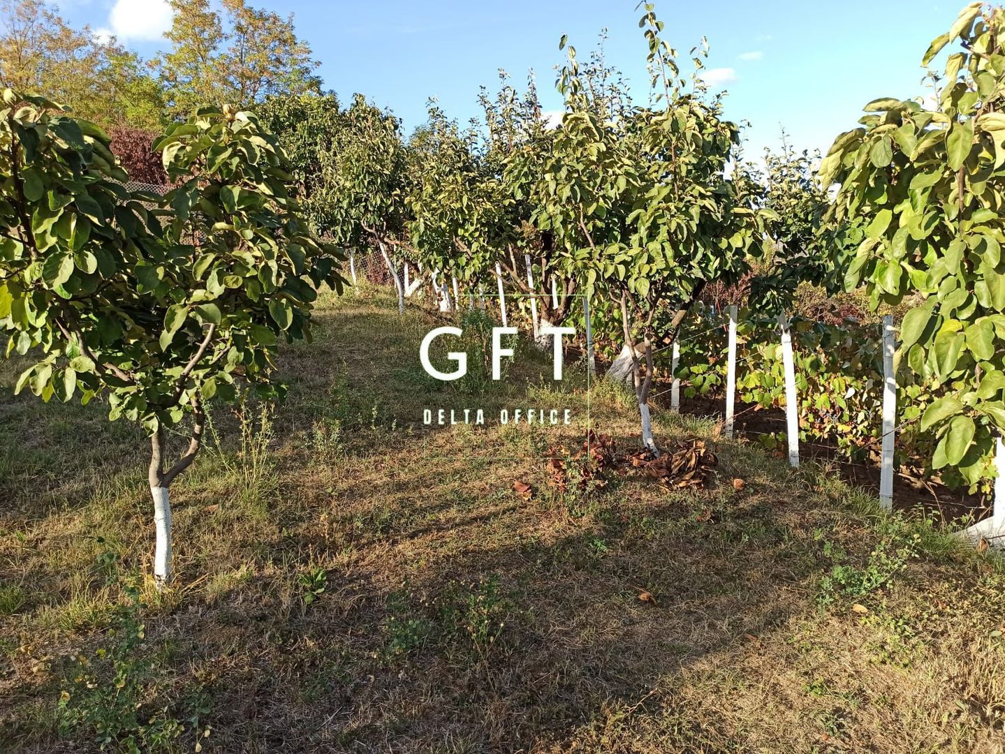 Teren intravilan 730 mp-livada-vedere panoramica-Valea Sigmirului - Poză 4