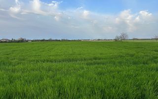 Teren intravilan cu destinatie rezidentiala 7.458 mp Balotesti - Poză 6