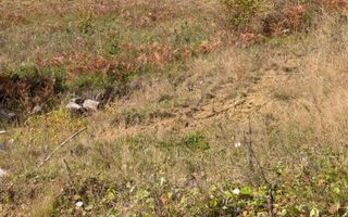 Teren intravilan 1000 mp-ideal cabana, investitie-Colibita - Poză 2