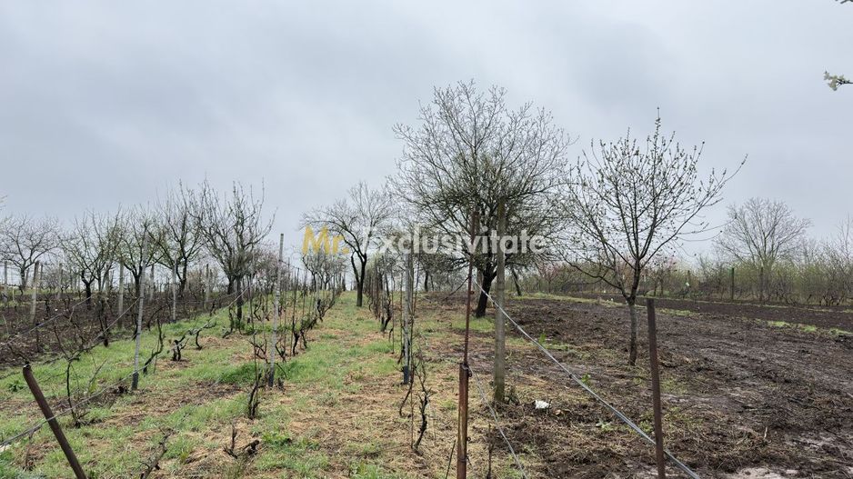 De vânzare 2 Case de vinificație cu Teren 4108 mp - Grădina Viilor - Carei - Poză 9