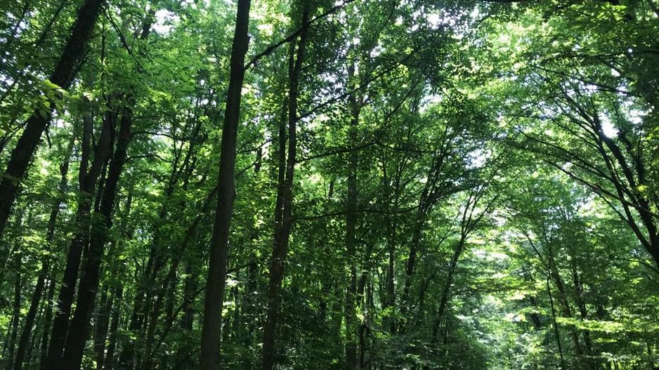 192842 mp teren in Padurea Baneasa proiect exclusivist - Poză 19