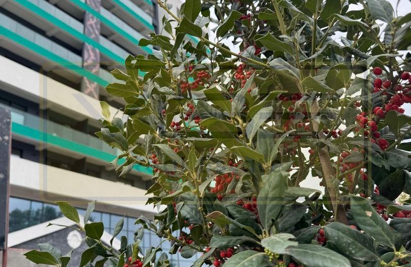 Apartament 1 camera NOU Grand Beetle Tatarasi - Poză 19