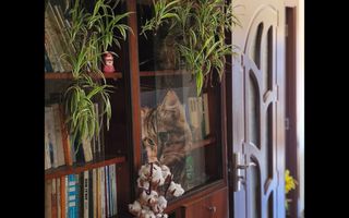 Casa cu personalitate in Calomfirescu – spatiu, liniste si teren gener - Poză 21