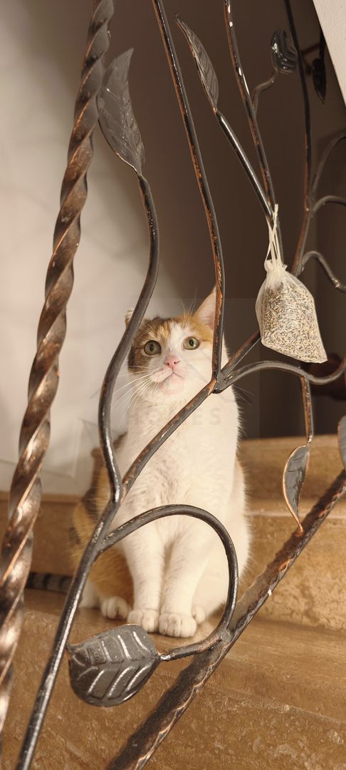 Lux si rafinament modern. Ferventia, aproape de padure. COMISION ZERO! - Poză 7