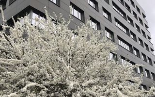 Spatiu comercial si   birouri intersectie Timpuri Noi, suprafata  250mp+terasa, - Poză 1