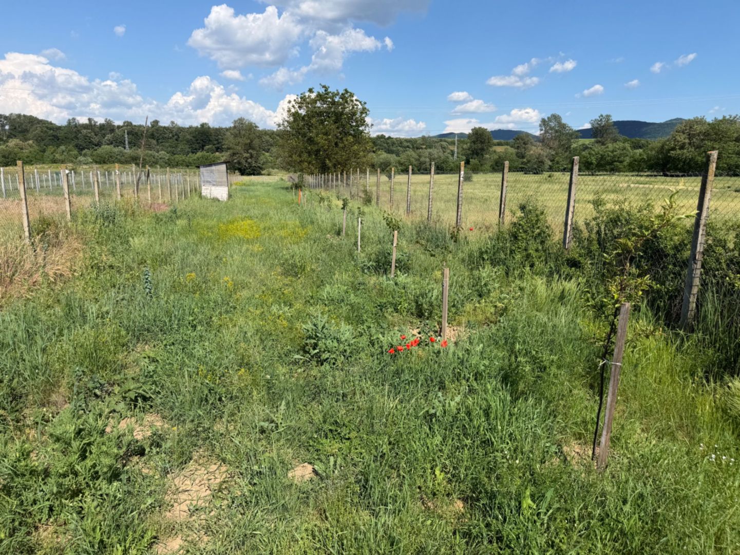 Teren intravilan, 2300mp - Vinerea ( Cugir ) - Poză 1