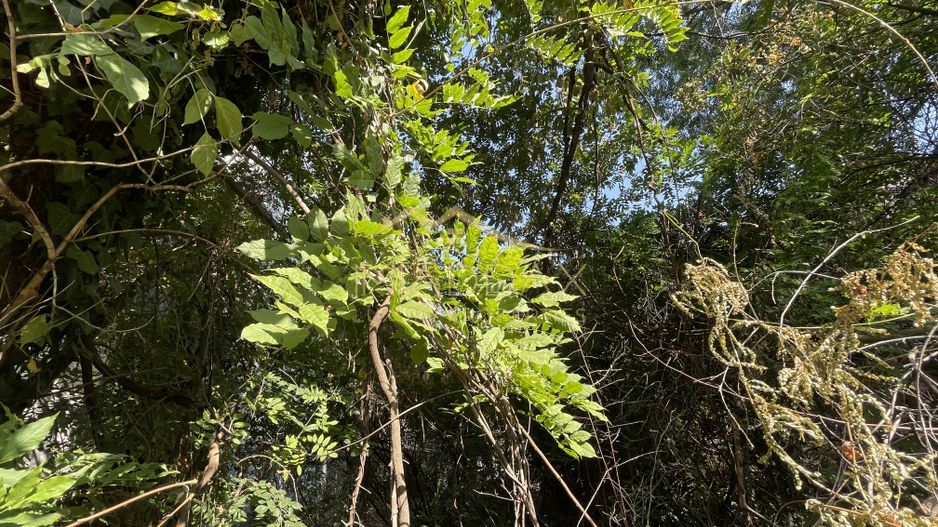 Teren Intravilan ***418mp*** posibilitate constructie S+P+2E+3ER // Floreasca - Poză 7