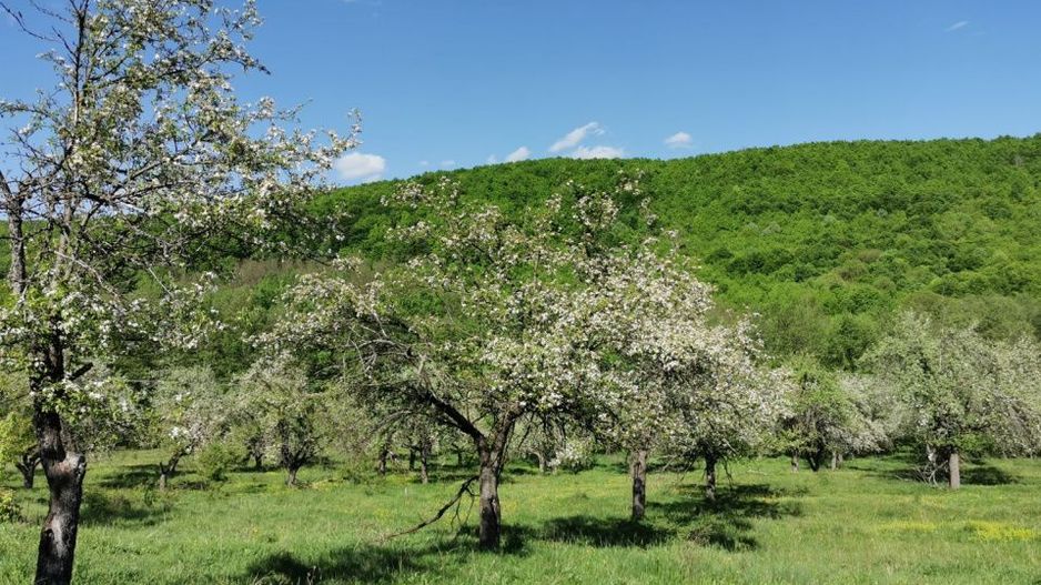 Teren 680mp Budeasa Mica, AG - Poză 5