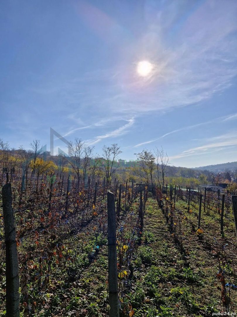 Teren intravilan 1308 mp Rediu | 9 min (5.8 km) Copou 9 min (5.8 km) Pacurari - Poză 3