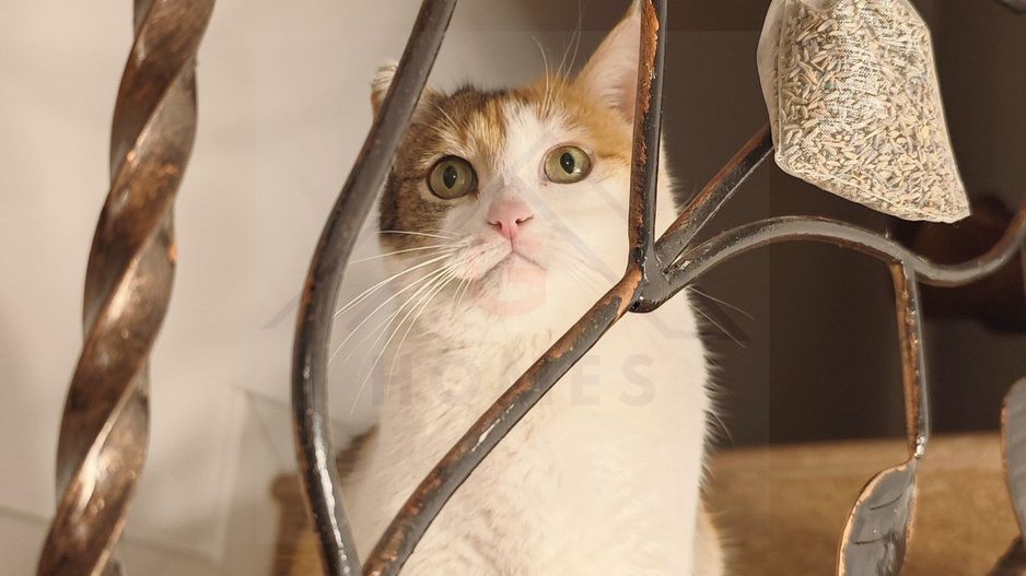 Lux si rafinament modern. Ferventia, aproape de padure. COMISION ZERO! - Poză 7