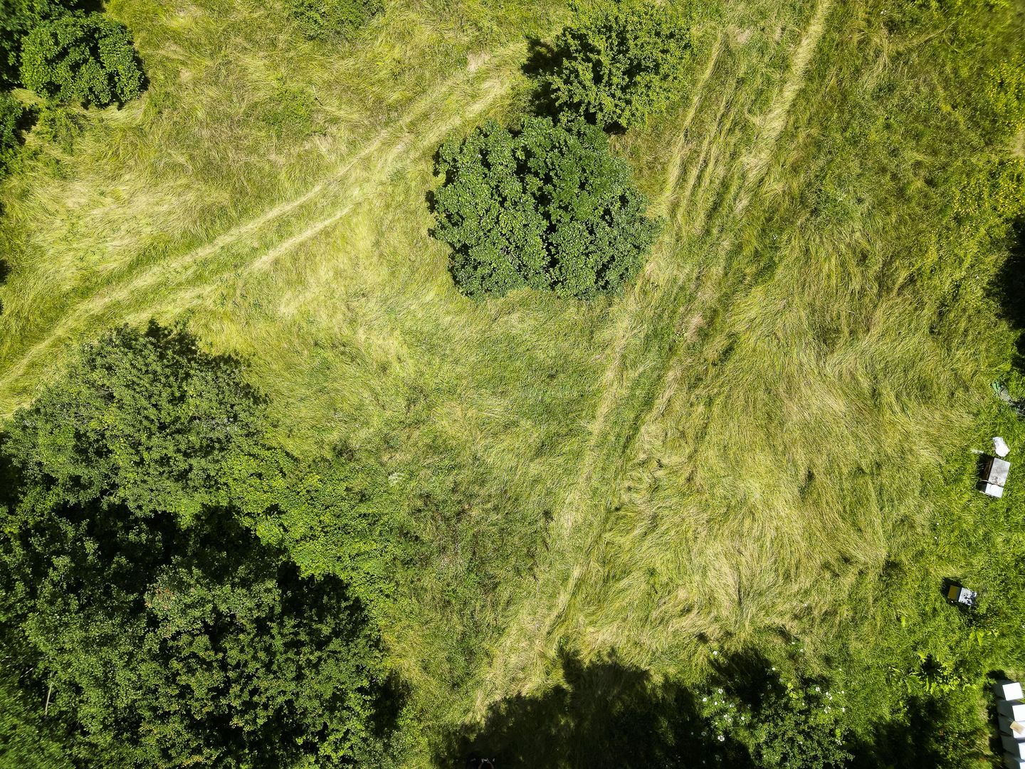 Teren pe deal la Sebiș - Poză 3