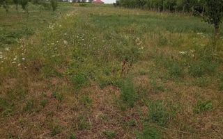 Casa cu teren de vanzare-Satmarel, Satu Mare - Poză 7