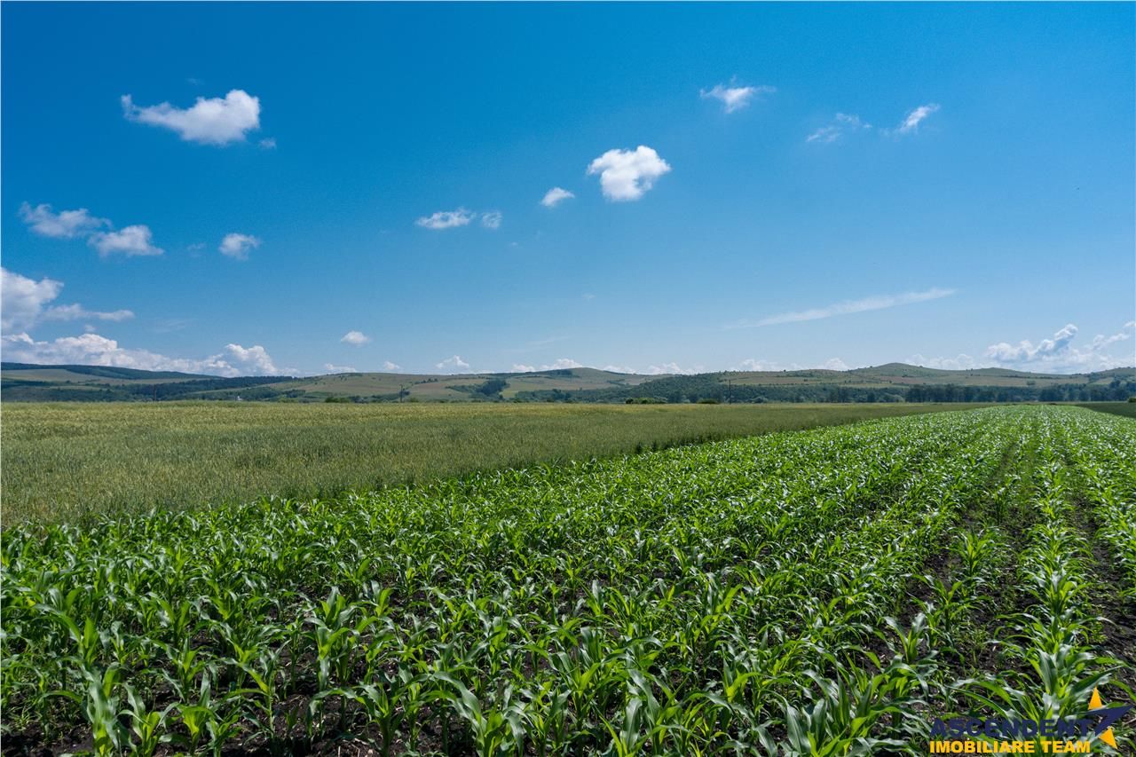 5.000 mp, teren extravilan, conditii apreciabile, Bod, Brasov - Poză 1