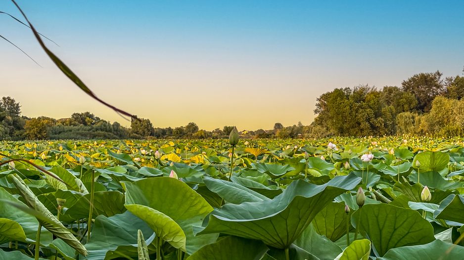 Teren Lacul Snagov 1.976 mp | 19,18 m front la lac | Vilă P+1 | 0% com - Poză 1