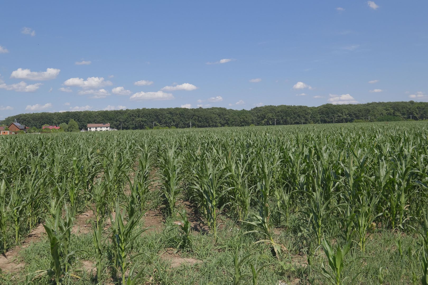 Corbeanca - Sat Petresti - Str. Codrului, 26.650 mp. teren intravilan - Poză 3