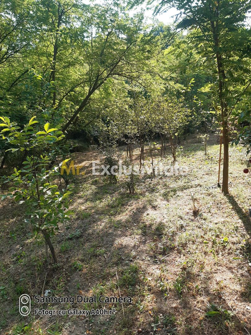 Teren 2240 mp intravilan + casa batraneasca Hintesti-Basangesti - Poză 16