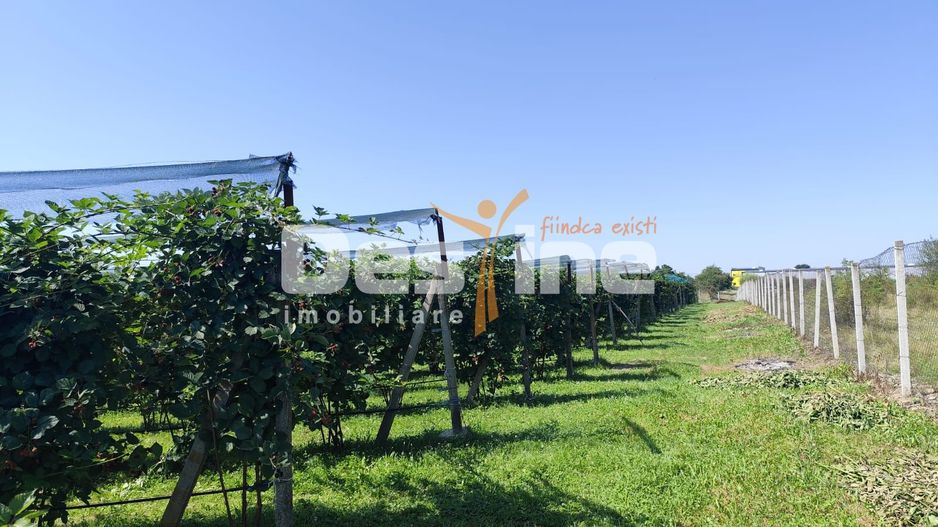 Plantatie de Muri Baicoi 10.000 mp Afacere la cheie! - Poză 8