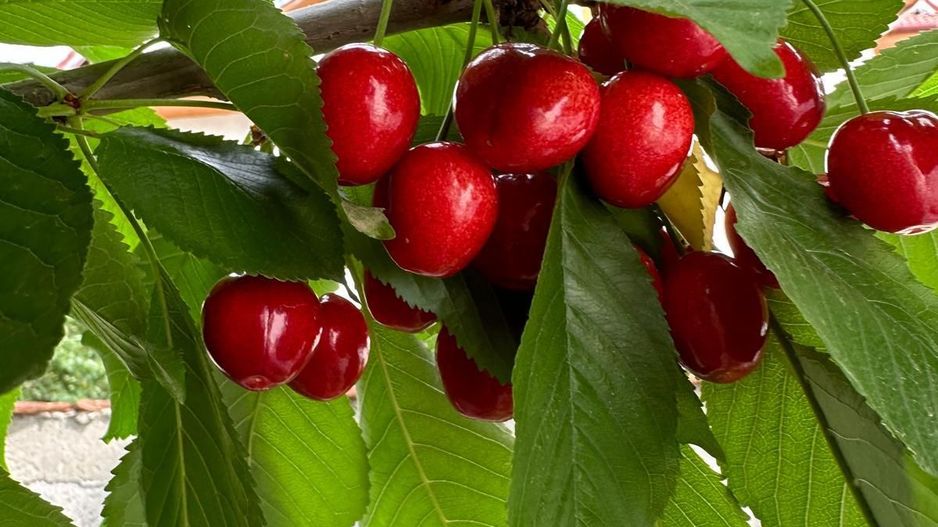 Teren 2000 mp de vânzare – Comana, deschidere la lac, aproape de Parcu - Poză 8