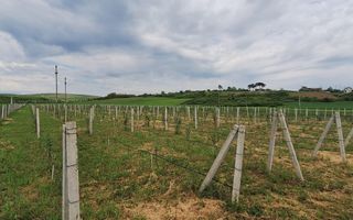 Teren intravilan cu PLANTATIE DE GOJII de vanzare in Racari - Poză 13