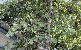 Casă + Teren 521 mp în Sat Bălteni, Comuna Probota, Județul Iași - Poză 5