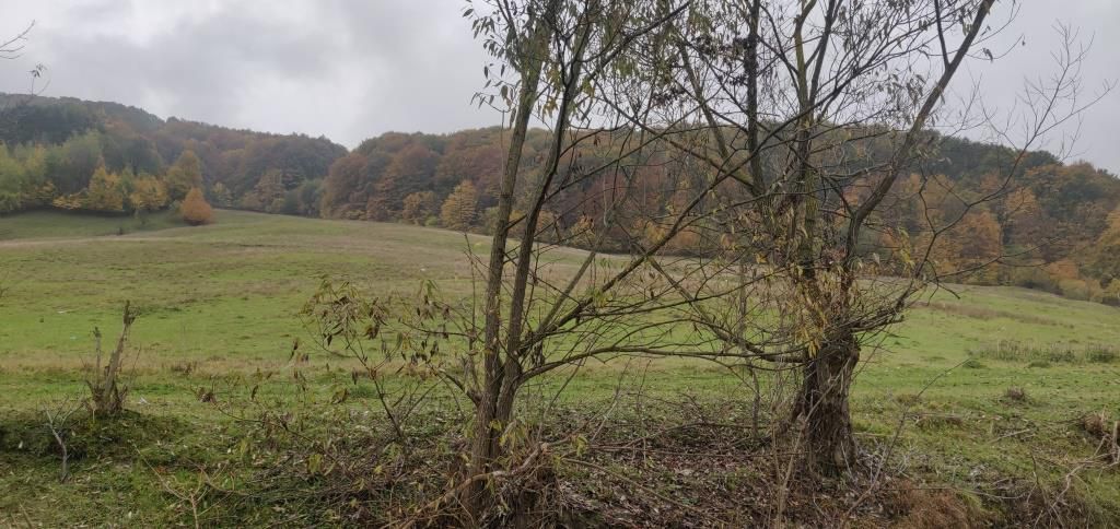 teren Luncani Margineni - Poză 2