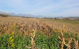 Teren intravilan Galda de Jos, 2100 mp - Poză 3