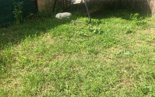 Apartament 2 camere zona Mehala - Poză 6