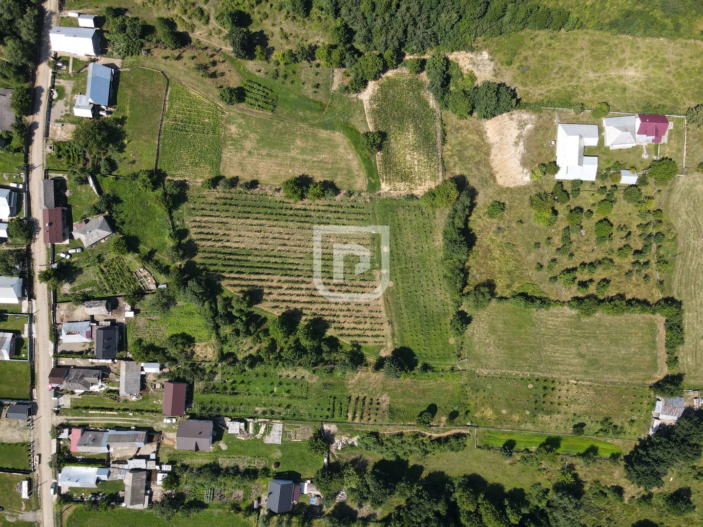 Ferma agricola, plantatii de mure, trandafiri, vita-de-vie - Poză 15