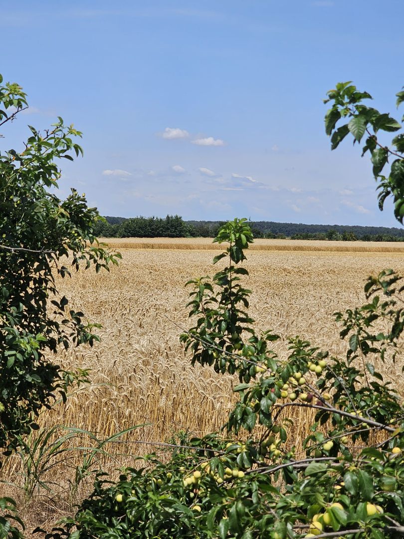 Vanzare Teren Intravilan Buftea, 750mp, str. Ulmului, Pista Biciclete - Poză 9