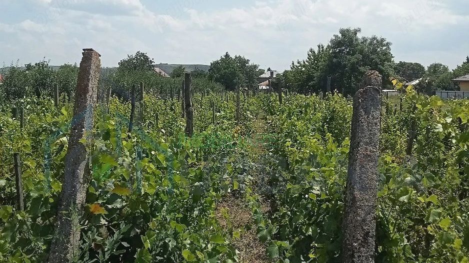 Teren intravilan de vânzare în Războieni, comuna Ion Neculce, Iași - Poză 5
