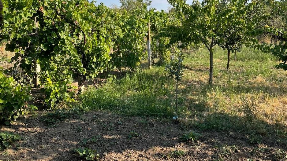 Casa parter 35 km de la Timisoara - Poză 11