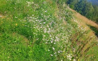 Teren extravilan investiție Rachitele Cluj - 31.555 mp - Poză 2