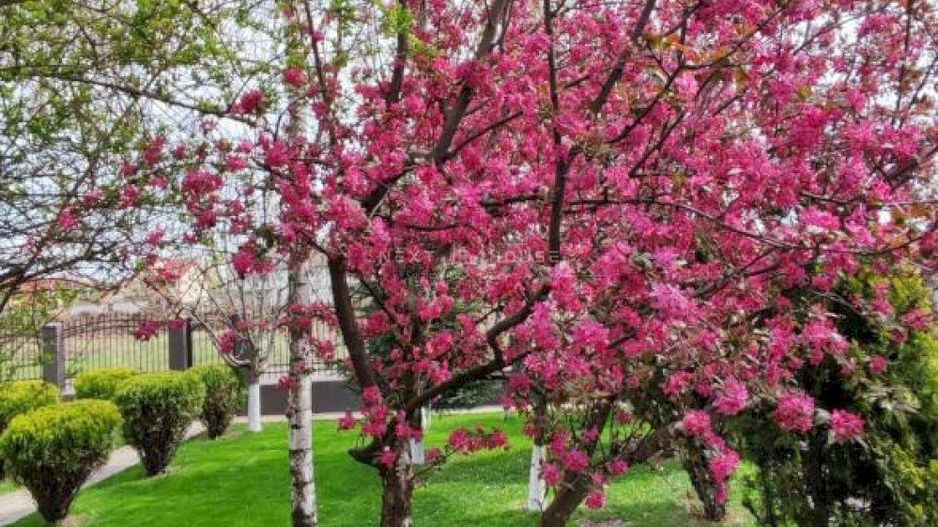 Casa 3 camere Domnesti - Poză 15