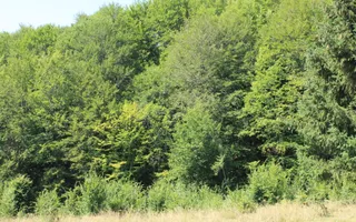 Terenuri Carpinis I parcelabil I Curent pe proprietati - Poză 72