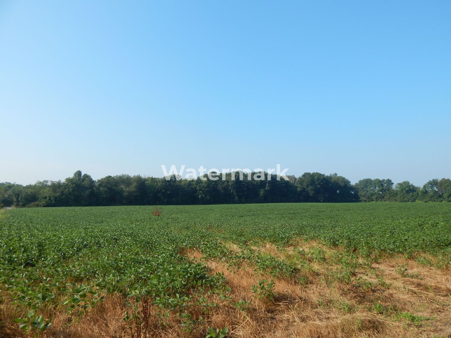 Teren cu PUZ de vanzare in Grigorescu - Poză 3