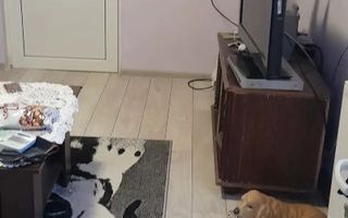 URGENT!, casa singur curte, toate utilitatile, NEGOCIABIL - Poză 2