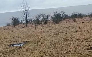 Teren 10000mp intravilan Chinteni 14 case aprobate  Investiție dezvoltator - Poză 7