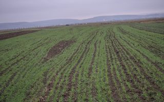 Teren extravilan | Gura raului | 2250 MP - Poză 2