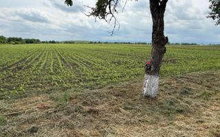 Teren extravilan de vânzare | Satu Mare, județul Suceava | 3.750 mp - Poză 4