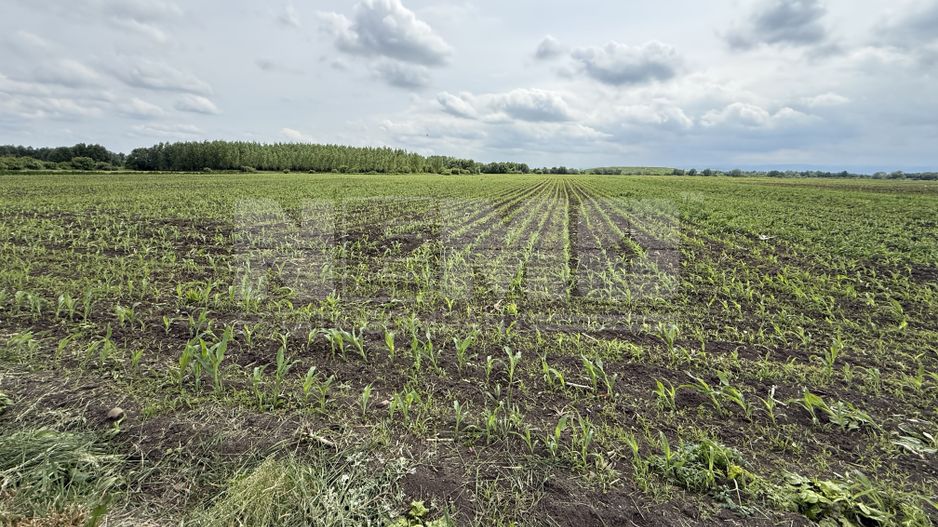 Teren extravilan de vânzare | Satu Mare, județul Suceava | 3.750 mp - Poză 1