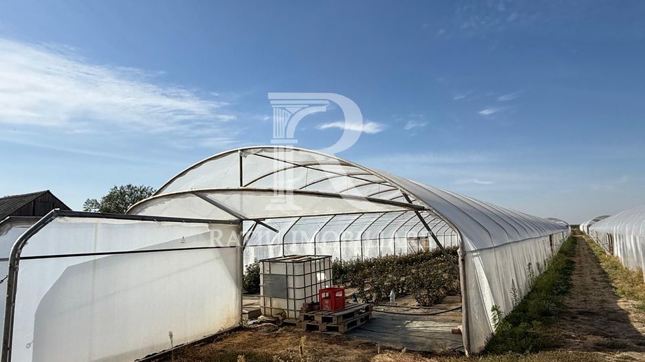 Teren intravilan agricol | 7029 mp | Satu Nou | Bihor - Poză 4