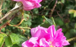 TEREN CU PLANTAȚIE DE TRANDAFIRI ,,ROSA DAMASCENA,\ \CARANSEBEȘ\JUD.CS - Poză 12
